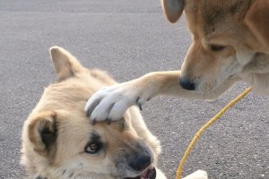 「仲良くない人から頭ぽんぽんされたときの女子みたい！」→ あぁ～分かるかも