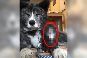 「弟分ができました」突然現れた迷い猫が愛犬にそっくりだった！
