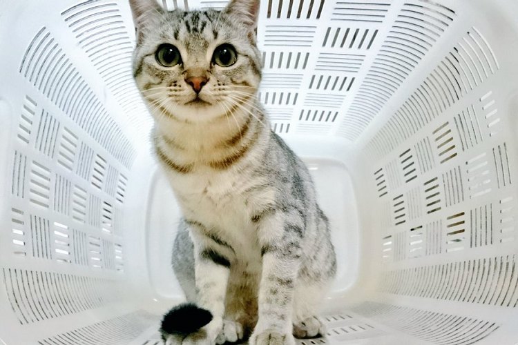 【宇多田ヒカル】未来感パネェ…猫を『アレ』に入れたら超カッコよかった【ジャミロクワイ】