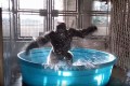 ダンスが得意なゴリラ「チョー気持ちいいー!!」プールの中で喜びを爆発させて踊り狂う姿に見惚れちゃう