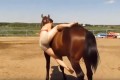 「もぉ~、しょうがないなぁ」うまく乗れない女性に気遣って優しくする馬がイケメンすぎ!