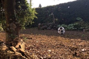 「ずいぶんモフモフしたサッカーボールだな～」と思いきや、正体は我が家の重鎮だった
