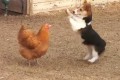 生物学的分類を超えた関係!? 遊びたいコーギーに迷惑な ニワトリ。最後はアヒルが…