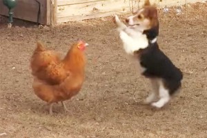 生物学的分類を超えた関係!? 遊びたいコーギーに迷惑な ニワトリ。最後はアヒルが…