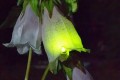 【画像あり】ホタルをホタルブクロの花の中へ…暗闇で光る光景が幻想的だと話題に!!