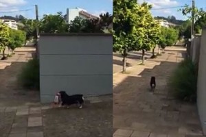 「なんて賢いんだ」「こりゃ飼い主は楽チンだね」エサを自分で毎日買いに行くワンコが話題に!!