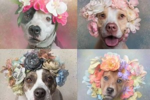 これは素敵なアイディア!! 殺処分予定の動物を花と一緒に撮影したら引き取り手が増加!!