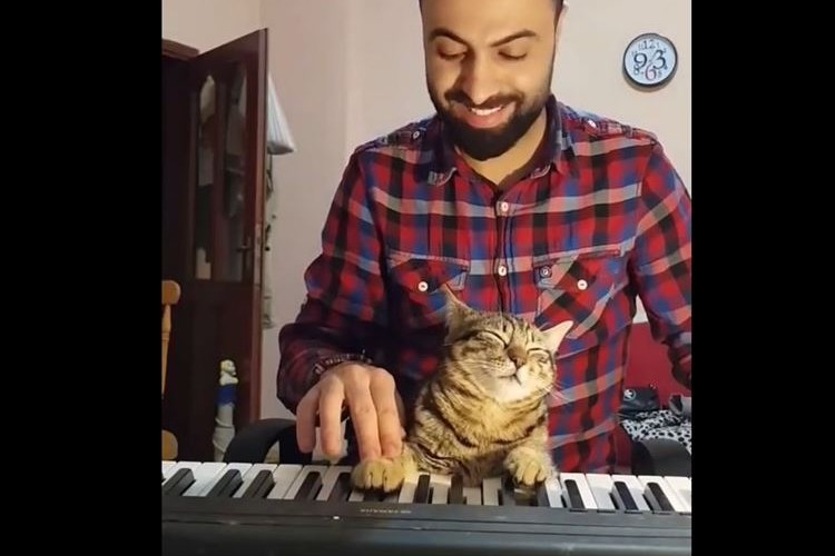おぉっ!! 猫のピアニストが登場!?と思いきや、音色が心地いいのか眠っているだけだった