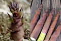“開花周期約120年”のハチクが各地で相次いで開花…明治時代以来か!?「生態解明の好機」と期待高まる