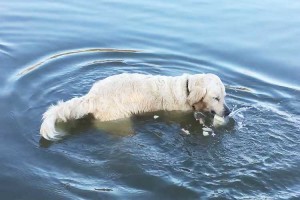 まるで熟練の釣り人のようだ…一瞬にかけて魚を捕らえるハンター犬がカッコいいと話題！