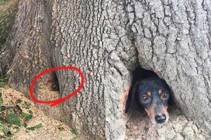 助けて〜！木の穴にハマったダックスフンド 抜けそうで抜けない。この後…