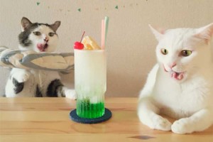 今日のご飯は何かニャ？まるで自分のご飯のように品定めするニャンコの表情が可愛いと話題に！