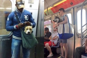 ニューヨークの地下鉄が“バッグに入っていない犬の連れ込み”を禁止→飼い主の運び方が話題に!