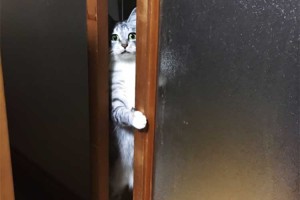 「あの、今日、牛乳が僕んとこへ来なかったので、貰いにあがったんです」リアル銀鉄みたいな猫に萌える!!