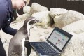 身長152cm未満・体育会系・家族思い…ペンギンが出会い系サイトで彼女募集!! その意味は…?