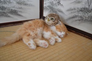 「最強の癒しですね～」モフモフの猫とフクロウがモフりあう光景に癒される♪