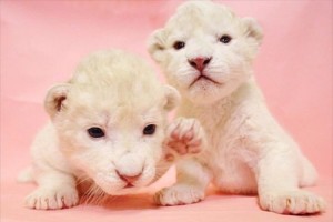 ホワイトライオン 双子の赤ちゃんが誕生!! ミルクを夢中にゴクゴク飲む姿は必見♪