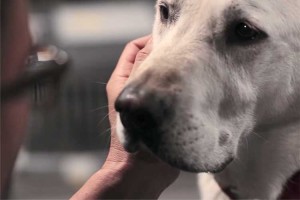 「もし言葉が話せたら…」愛犬の最期の想いを伝えるムービーが涙なしには観られない。