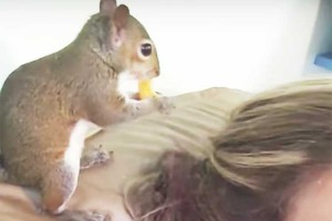 リスが選んだおやつの隠し場所はまさかの…!? おっちょこちょいで可愛いと話題に!!