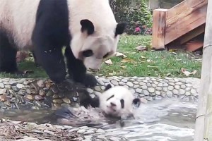 言うことをきかない子パンダに「お風呂に入りなさい!!」と何度も繰り返す母パンダに共感