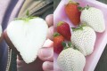 「赤いちご」よりも糖度が高くてあま～い “白い宝石”のような「白いちご」食べてみたい!!