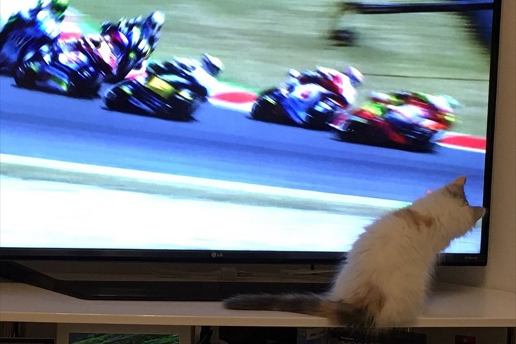 バイクが走る映像につられて一緒に“コ~ニャリングする猫”が可愛らしい♪ どんどん傾いていく…