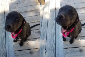 「Good Girl」と褒められた後の犬の表情に全米が癒された！