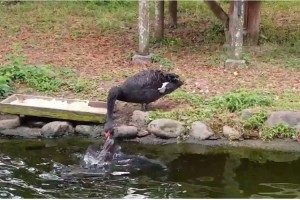 鳥が鯉を餌付け？鯉に餌を与えているように見えるコクチョウが目撃される！