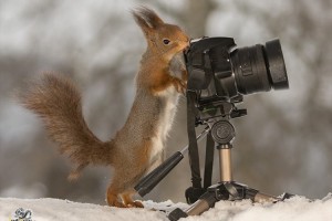 リスに撮り返される写真家が撮影したリス写真が可愛すぎる