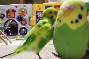 ぬいぐるみのインコに必死に話を聞いてもらおうと頑張るインコが可愛すぎる！