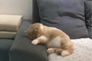 夢で自転車漕いでるのかな？最後はオチまでついた猫ちゃんの動画がかわいい！