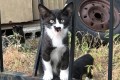 これはかわいい!!猫柄のネコ様!?猫の中の猫!鼻ねっこ様が神々しい!!