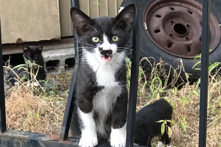 これはかわいい！！猫柄のネコ様！？猫の中の猫！鼻ねっこ様が神々しい！！