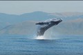 貴重映像!推定体重40tのザトウクジラが全身を水面から出し宙を舞っている姿を捉えた!