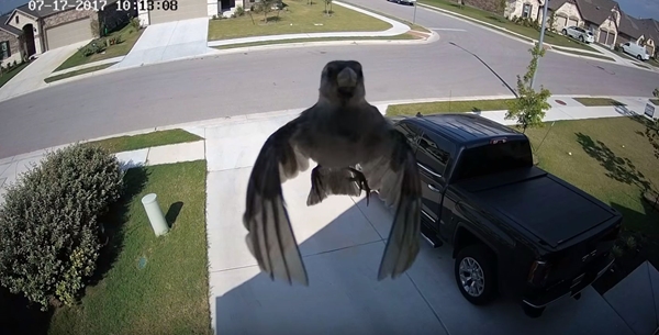 【不思議映像】羽ばたいていないのに空中を浮遊する鳥の映像が話題