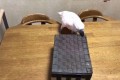 箱を開けてビックリ!猫パンチをくらってしまったオウムの反撃が可愛すぎ