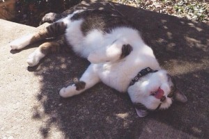 暑すぎて溶けちゃいそうだニャ～！夏でバテバテな猫ちゃんたち【8選】