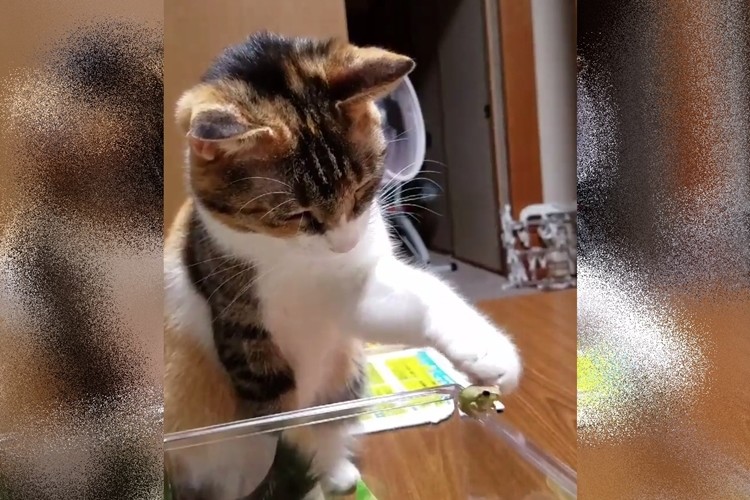 とっても優しいタッチでカエルを触る猫ちゃんの動画がかわいい！