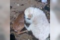 「生きろ!生きるんだ!」海で溺れる子鹿を命懸けで助けるヒーロー犬に心震える