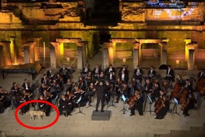 オーケストラの演奏中にワンちゃん乱入！でもめちゃくちゃ空気の読める犬だった！