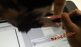【発見!液タブは猫越しでいける!】液タブの上で邪魔な猫ちゃんをどかそうとしたら思わぬ新発見が!
