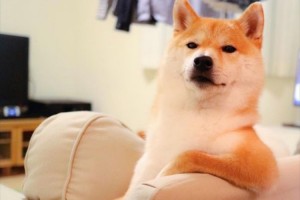 激カワ柴犬だいふくさん、Instagramで毎日「１万いいね！」がつくほどみんなが虜に。