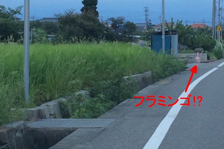 「あれ?田んぼにフラミンゴ立ってる?」と思ったら…「石灰じゃねぇか!」