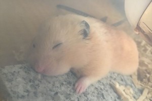 ハムスターに大理石を買ってあげたら、めちゃくちゃ気持ち良さそうに寝ていて可愛すぎ！