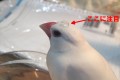 頭の上で宝石のような水滴をキープ!文鳥の撥水が驚くべきスゴさだった
