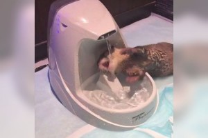 水飲むの下手すぎるよ～！カワウソのちぃたんが天使のように可愛いと話題に