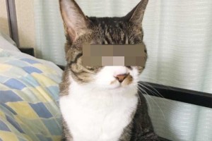 「おいっ！こんな時間までどこ行ってた？」お留守番していたニャンコが威圧感ありすぎだと話題に！