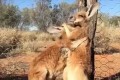 コントかよっ!2匹のカンガルーが予想もしない角度から笑わせにきた!