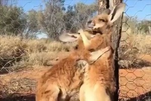 コントかよっ！2匹のカンガルーが予想もしない角度から笑わせにきた！