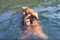 熊って泳ぎが得意って知ってた?2匹の子供を乗せて泳いで湖を横断しちゃうほど凄い泳力!!